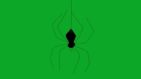Animated Walking Spider Green Screen Loop - Realistic/Cartoon Creepy Crawly VFX Stock Footage 319405492