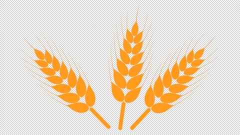 Animated wheat ears. Stock Footage 283063858