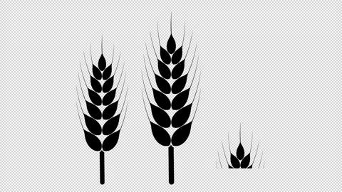 Animated wheat ears. Stock Footage 287177013