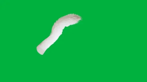 Animated white bone on green screen background ideal for medical Stock Footage 308866986