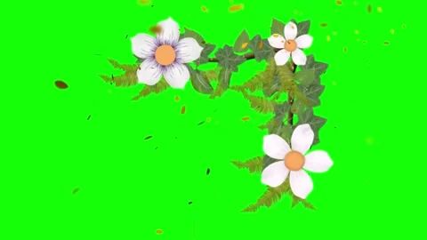 Animated White Flower Blooming with Falling Petals on a Green Screen Background Stock Footage 338368959