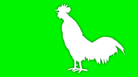 Animated white profile singing rooster with shadow Stock Footage 49741658