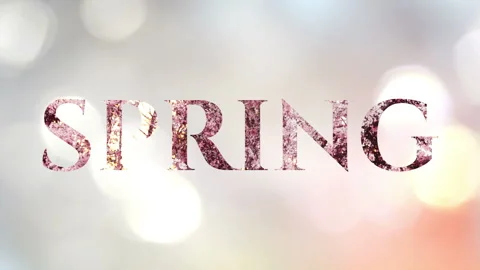 Animated word "Spring" with a parade of white and pink blooms. Shiny bokeh. Stock Footage 151299863