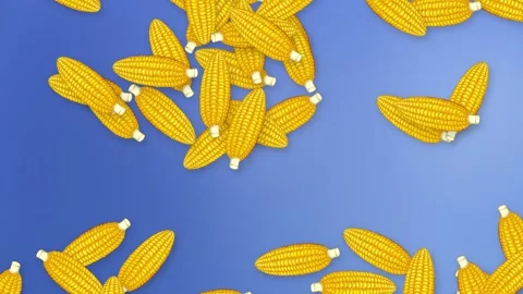 Animated Yellow Corn Cobs Falling Against a Blue Background Stock Footage 340005506