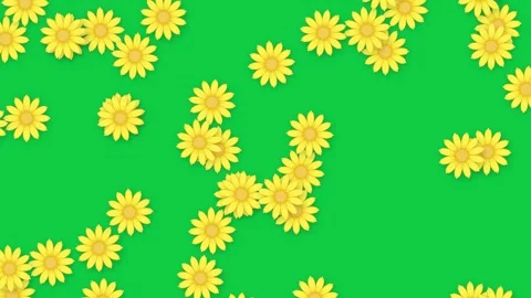 Animated Yellow Daisy Flowers Falling Downward Over Solid Green Background Stock Footage 339754362