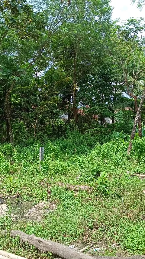 Animatic forest Stock Footage 240694619