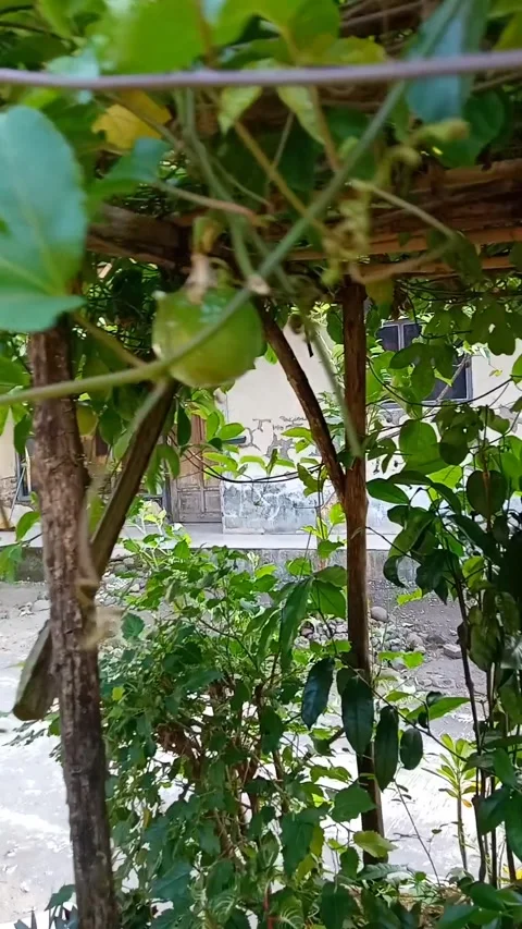 Animatic passion fruit tree Stock Footage 241462045