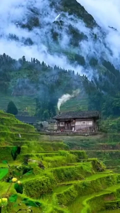 Animatic rice fields at the foot of the mountain Stock Footage 241297096