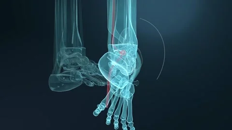 Animating 3D right foot pivoting into plantarflexion, medical studio showing Vídeos de archivo 346154913