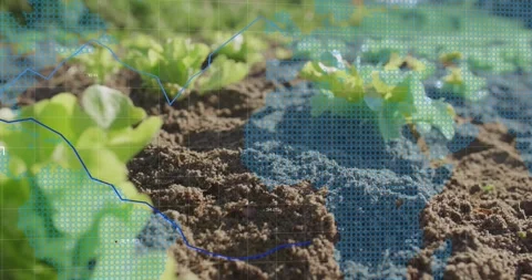 Animating data visualization over growing plants in soil Video stock 327394040