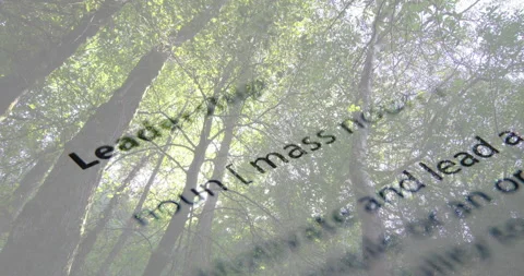 Animating dictionary text over tall trees in forest Video stock 303540305