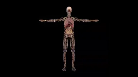 Animating the Human Nervous System Pathways Stock Footage 341776949