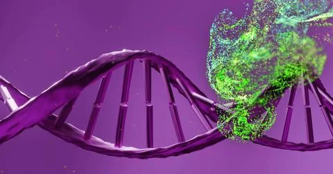 Animating purple double helix stretching in lab, interacting with green Illustrazione stock
