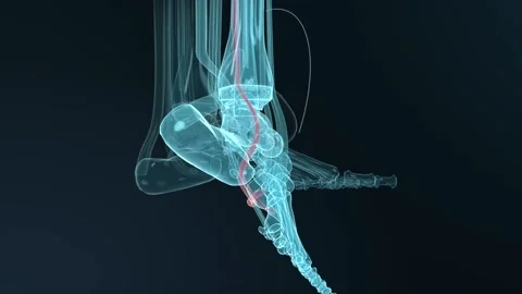 Animating translucent cyan foot and distal tibia model rotating downward at Vídeos de archivo 346154923