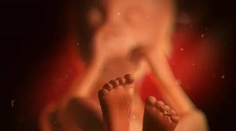 Animation of 18 week unborn 動画素材 20529883