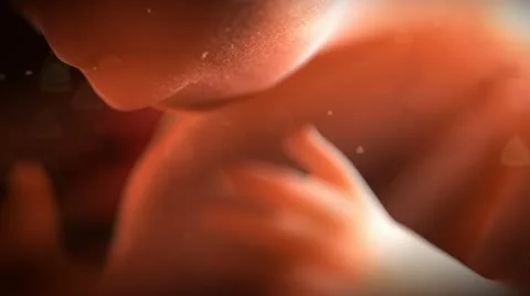 Animation of 8 week unborn 動画素材 20529877