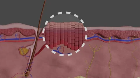 Animation about the epidermis Video stock 218339379