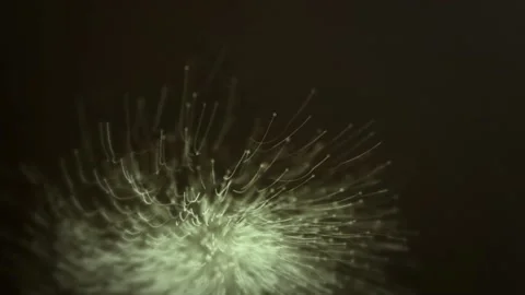 Animation of Abstract Dandelion Microscopic Mushroom Plants Slowly Growing Video stock 143194201