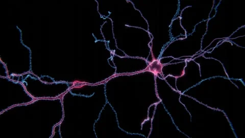 Animation Of The Activity Of Neurons And Synapses | Xray video of Activity Of Stock Footage 327888351