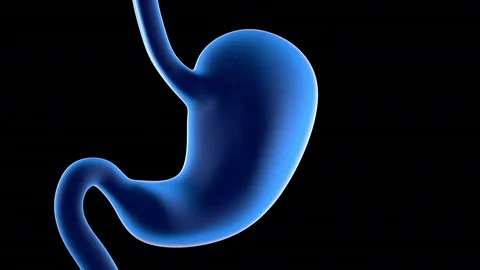 Animation of a anatomy visualisation of a human stomach. Stock Footage 79006458