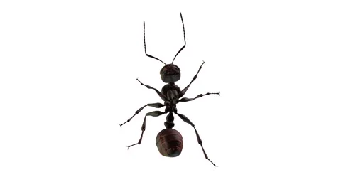 Animation of ant walking back view with white background Stock Footage 133370442