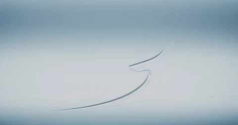 Animation of the appearance of a Christmas tree on a light background. Vídeo Stock 116904530