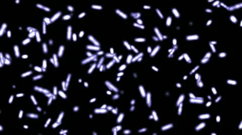 Animation background of bacteria in gray Stock-Footage 10804532