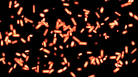 Animation background of bacteria moving in red color Video stock 10805130