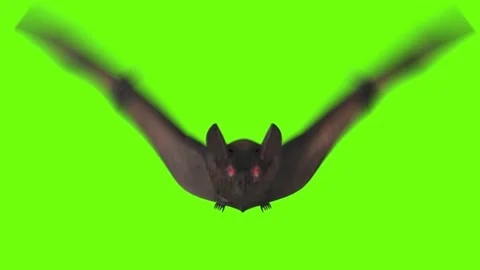 Bat Animation Green Screen