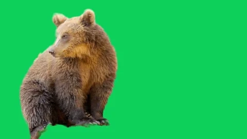 Animation of a bear standing and looking around against a green screen back.. Stock Footage 293070238