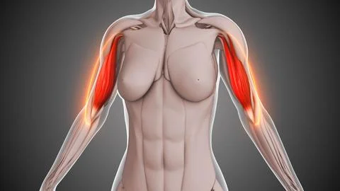 Animation of the biceps muscles Stock Illustration