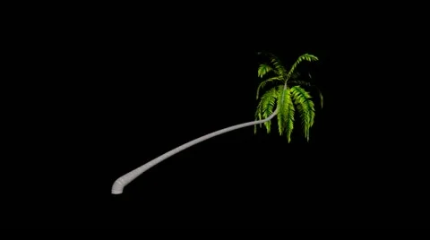 Animation big palm Stock Footage 22188944