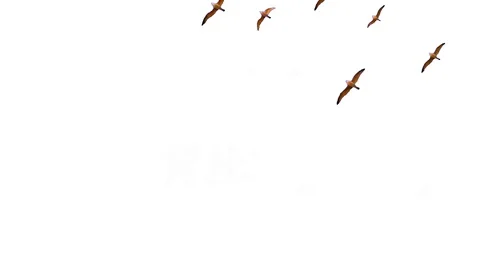 Animation bird flying | Stock Video | Pond5