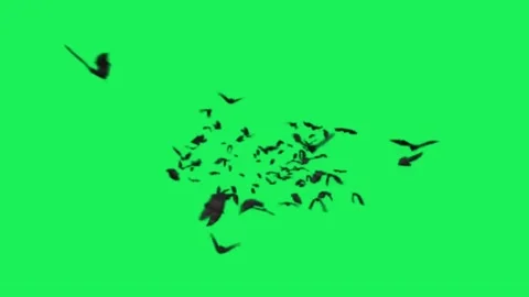 Animation Black bats. Stock Footage 142774922