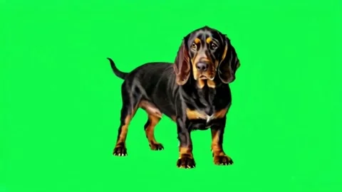 Animation black dog isolate on green screen. Stock Footage 282150297