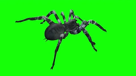 Animation of Black Spider on green background Stock Footage 133371084