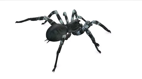 Animation of Black Spider on white background Stock Footage 133371080