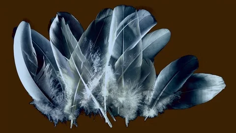Animation with bluish feathers isolated on brown - Trembling feathers down. Stock Footage 76055524