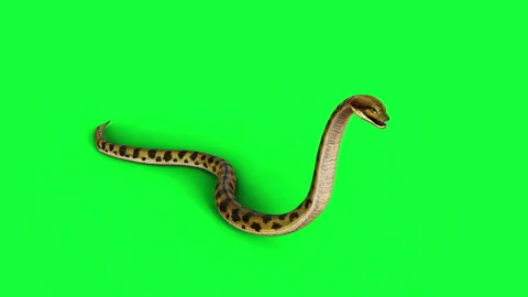 Animation of A Boa Constrictor. Stock Footage 288184909