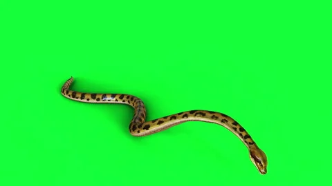 Animation of A Boa Constrictor. Stock Footage 288184923