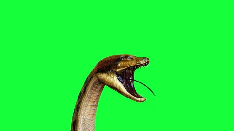 Animation of A Boa Constrictor. 스톡 동영상 288184997