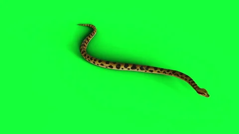 Animation of A Boa Constrictor. Stock-Footage 288185077