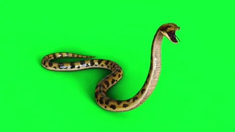 Animation of A Boa Constrictor. Stock Footage 288185101