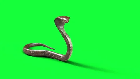 Animation of A Brown Cobra Snake with Alpha Channel Stock Footage 288185217