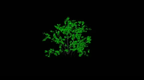 Animation bush Stock Footage 22188949
