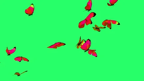 Animation butterfly flying isolate on green screen. Stock Footage 231088465