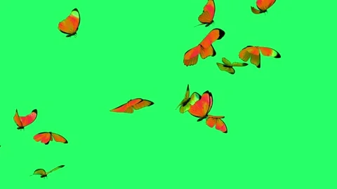 Animation butterfly flying isolate on green screen. Stock Footage 231088488
