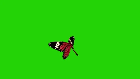 Animation of butterfly on green background 動画素材 331500783