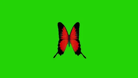 Animation of butterfly on green background Vidéo 331500791