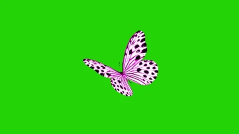 Animation of butterfly on green background Vídeos de archivo 331500795